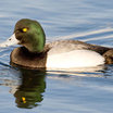 Greater Scaup